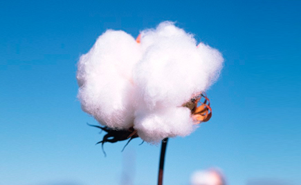 國(guó)際美棉標(biāo)準(zhǔn)不知道？劉潭服裝加工廠普及知識(shí)啦！